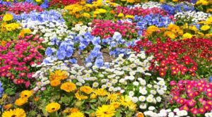 Read more about the article Mevsimine göre çiçek ekimi